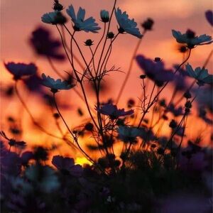 Meet your Posher, Kimmie